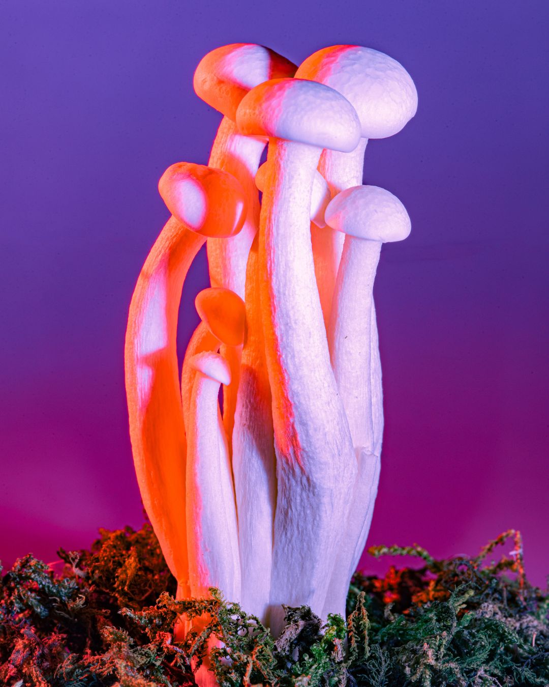 Programa de Sanación Plantas Maestras Consciencia Almica